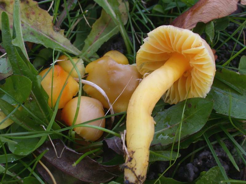 Funghi d'' oltre Manica